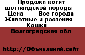 Продажа котят шотландской породы › Цена ­ - - Все города Животные и растения » Кошки   . Волгоградская обл.